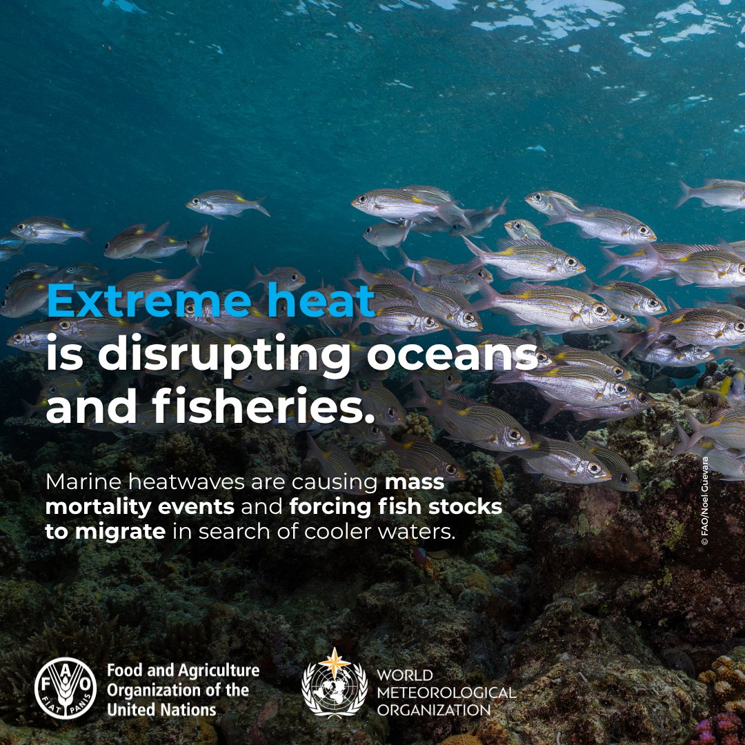FAO's tweet photo. 🔥 ~15% of fisheries have already been impacted by incidents of #ExtremeHeat.

Marine heatwaves will cause fish to decline and shift to new areas four times faster than long-term warming.

@FAO-@WMO report offers four practical solutions 👉 https://t.co/dyTg4xyBHp https://t.co/ExftJF8oNN
