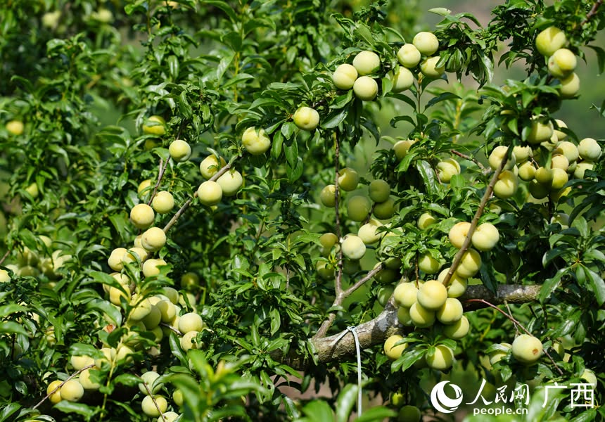PDChina's tweet photo. Crisp plums weigh down leafy branches in Xilin County, south China's Guangxi Zhuang Autonomous Region, delivering a bumper harvest for villagers who gather the profitable fruit to boost their income. https://t.co/c81dRif7ax