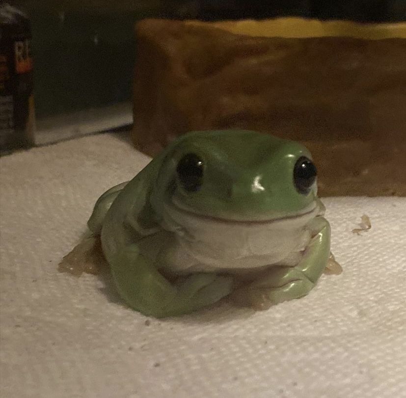 TheFrogPond_'s tweet photo. https://t.co/fWQqirZrCY