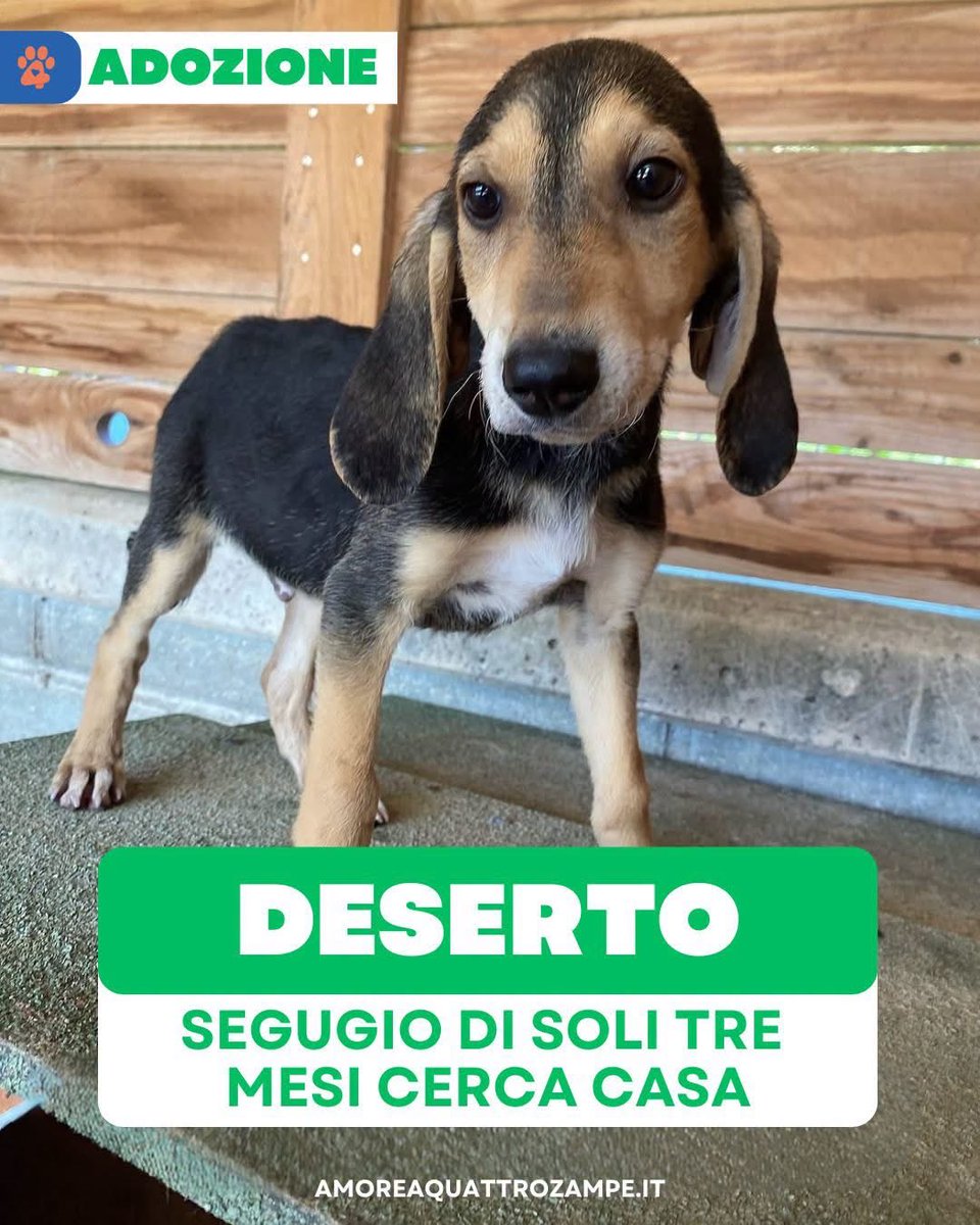Amore4Zampe's tweet photo. Deserto ha circa 3 mesi ed è un dolcissimo segugino di futura taglia media.
Viene affidato in tutto il Centro e Nord Italia con libretto sanitario in regola.
Per info: OIPA Sezione L'Aquila  - 351 972 5147 (solo messaggi WhatsApp, no chiamate). https://t.co/PmzePWyz8o