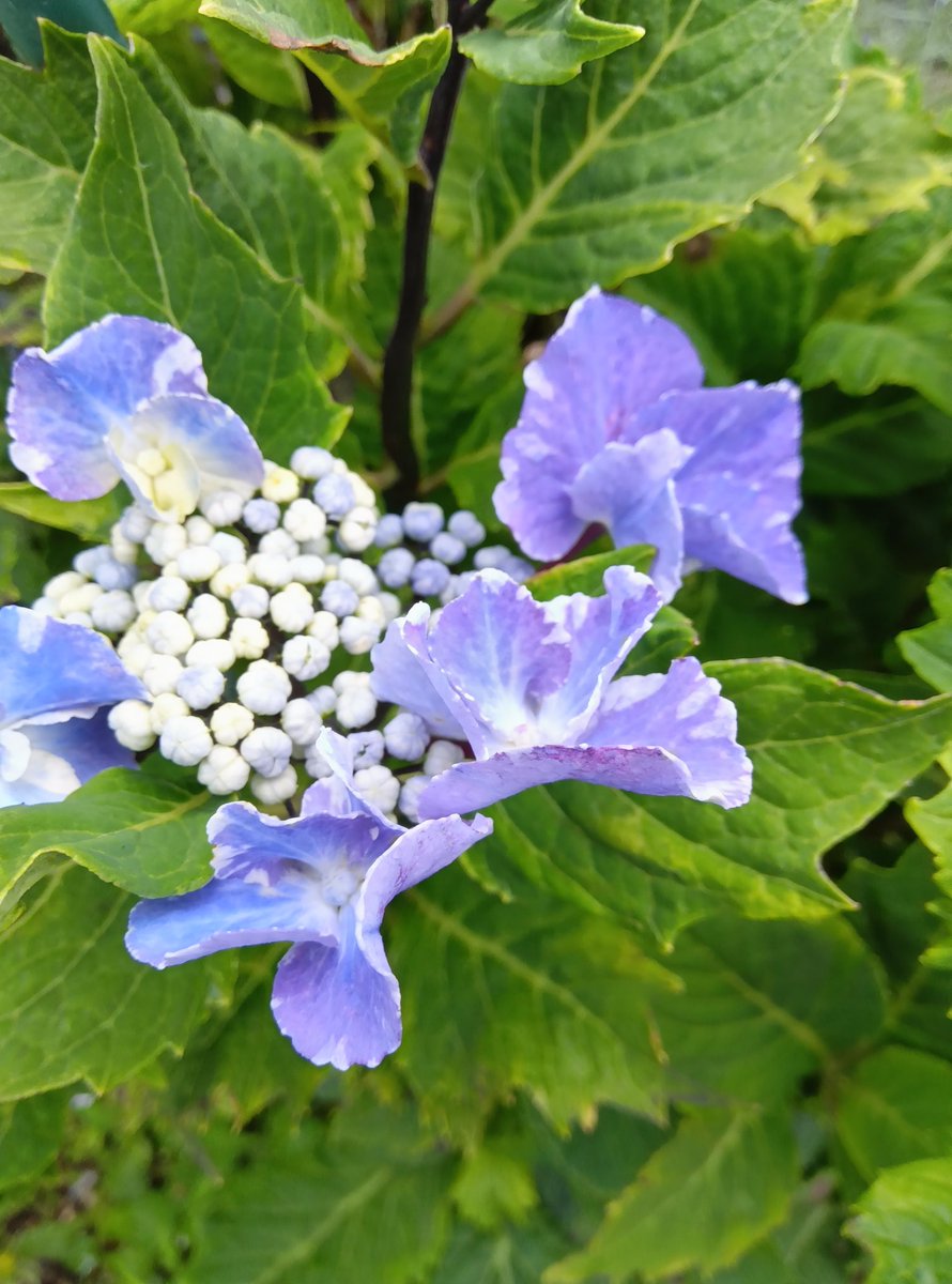 ajisai323's tweet photo. #短歌写真部
テ一マ「ブルー」
歪なる青といふには哀しくも知恵絞り出し咲きぬわたしは https://t.co/nSMGwd7H44