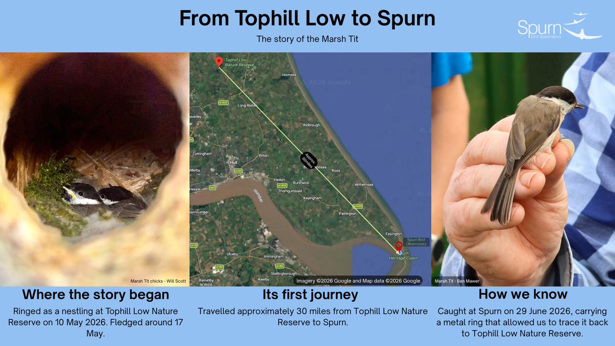 spurnbirdobs's tweet photo. Our first Marsh Tit since 2010 wasn't just a great record— it came with a story.

Ringed as a nestling at Tophill Low Nature Reserve on 10 May, this young bird travelled around 30 miles before reaching Spurn. 🐦 #BirdRinging https://t.co/k24OVDSuVt