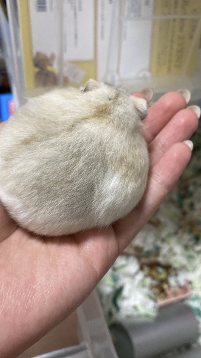 ateksi_'s tweet photo. ここ3週間でなんか毛質変わったよね？
パヤ味が無くなった
オトナの階段上った？夏毛？ https://t.co/NVZIHB7bS8
