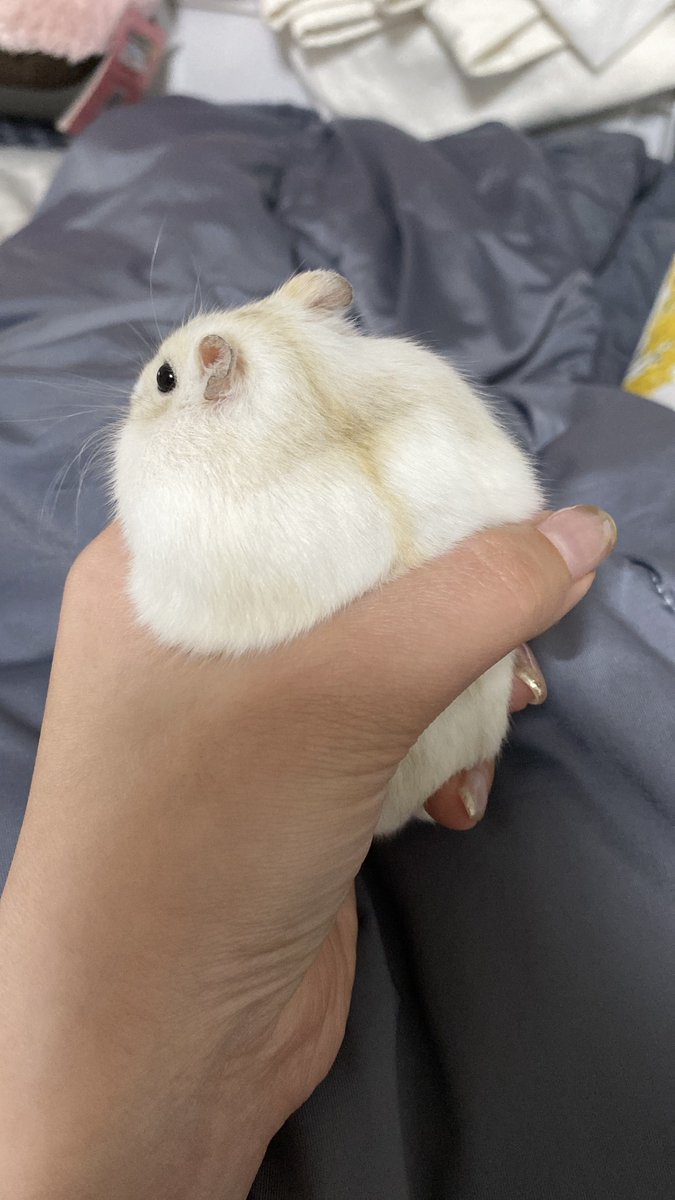 ateksi_'s tweet photo. ここ3週間でなんか毛質変わったよね？
パヤ味が無くなった
オトナの階段上った？夏毛？ https://t.co/NVZIHB7bS8