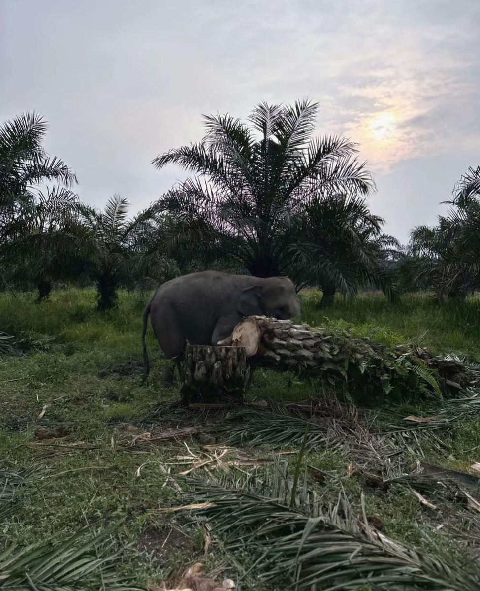 jaesxc's tweet photo. Adek-adek gajah di PLG Sebanga juga masih kurang beruntung dan butuh perhatian guys 🥹

Tahun 2025 silam sempet ramai karna keadaan hutan mereka HABIS. Dari 5.700hektar, sisa hanya 1 (satu) hektar aja. Karna yg lainnya DIUBAH menjadi perkebunan sawit.

Memang sudah pernqh ada visit dari kemenhan, ada beberapa perubahan juga karna ramainya pemberitaan, dari mulai PLG yg mulai ramai pengunjung, dan perbaikan fasilitas konversai PLG Sebanga.

Tapi mereka masih butuh bantuan, karna lahan yg mereka punya masih terbatas, mereka masih harus hidup berdampingan dengan kebun sawit..
