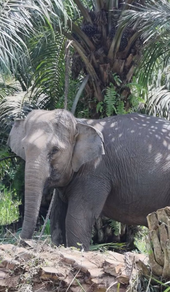 jaesxc's tweet photo. Adek-adek gajah di PLG Sebanga juga masih kurang beruntung dan butuh perhatian guys 🥹

Tahun 2025 silam sempet ramai karna keadaan hutan mereka HABIS. Dari 5.700hektar, sisa hanya 1 (satu) hektar aja. Karna yg lainnya DIUBAH menjadi perkebunan sawit.

Memang sudah pernqh ada visit dari kemenhan, ada beberapa perubahan juga karna ramainya pemberitaan, dari mulai PLG yg mulai ramai pengunjung, dan perbaikan fasilitas konversai PLG Sebanga.

Tapi mereka masih butuh bantuan, karna lahan yg mereka punya masih terbatas, mereka masih harus hidup berdampingan dengan kebun sawit..