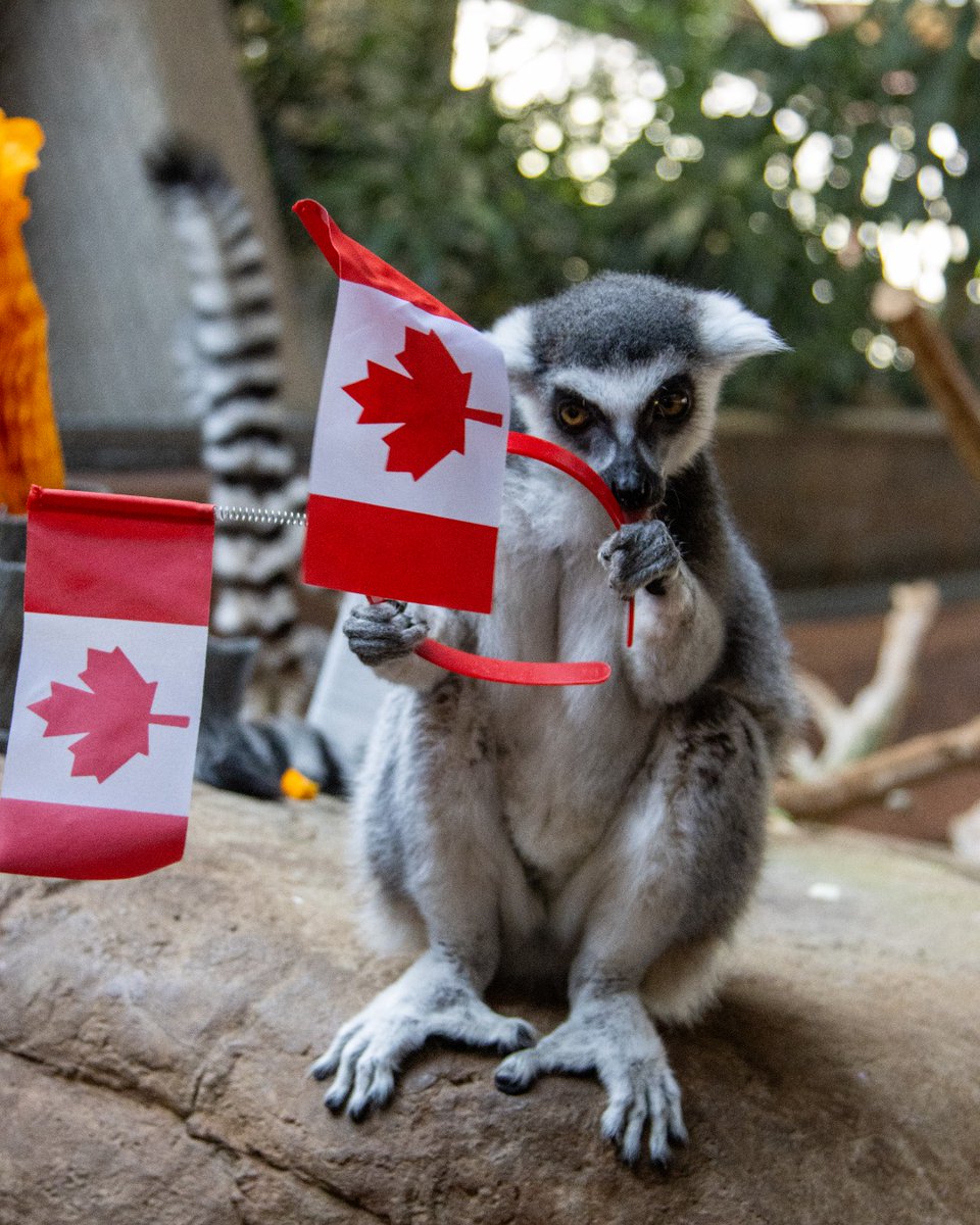 TheTorontoZoo's tweet photo. Happy Canada Day! 🇨🇦🍁 From the animals, staff, and volunteers here at your Toronto Zoo, we wish you a safe, fun, and memorable Canada Day! ❤️🤍 https://t.co/IsGAeBsIlf