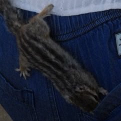 kiyoisaki_0805's tweet photo. 岐阜でのひとコマ🐿️
ふれあい広場で出会った
リスちゃんが私のポケットに
ずーっと入ってきてたの
お気に入りの場所になったのかな〜
って思ってたら https://t.co/cvcVfRFVdM
