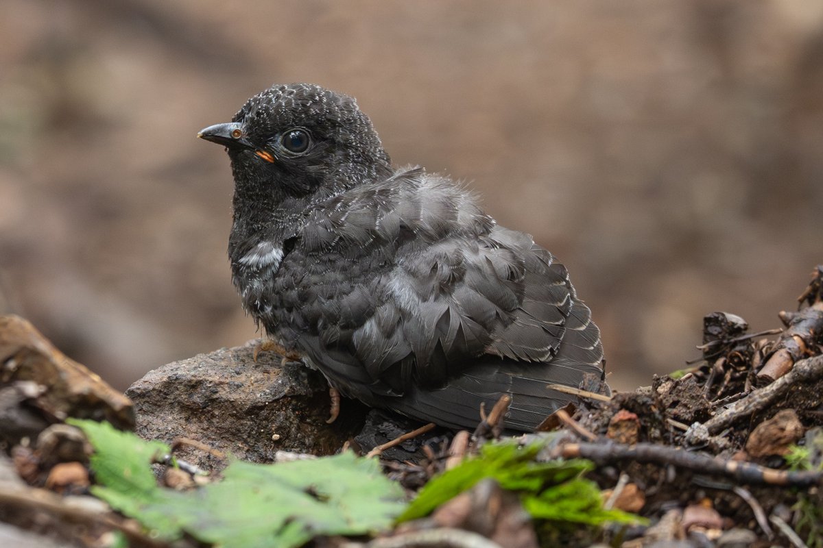 hitakibitaki's tweet photo. 野鳥に詳しい方教えてください。
コマドリ撮影してたら足元に飛んできた種がわからない幼鳥です。
この時期のコマドリとかルリビタキの生息環境にいました。
これはなんの幼鳥でしょうか？🙄 https://t.co/DL8R3LRE7y