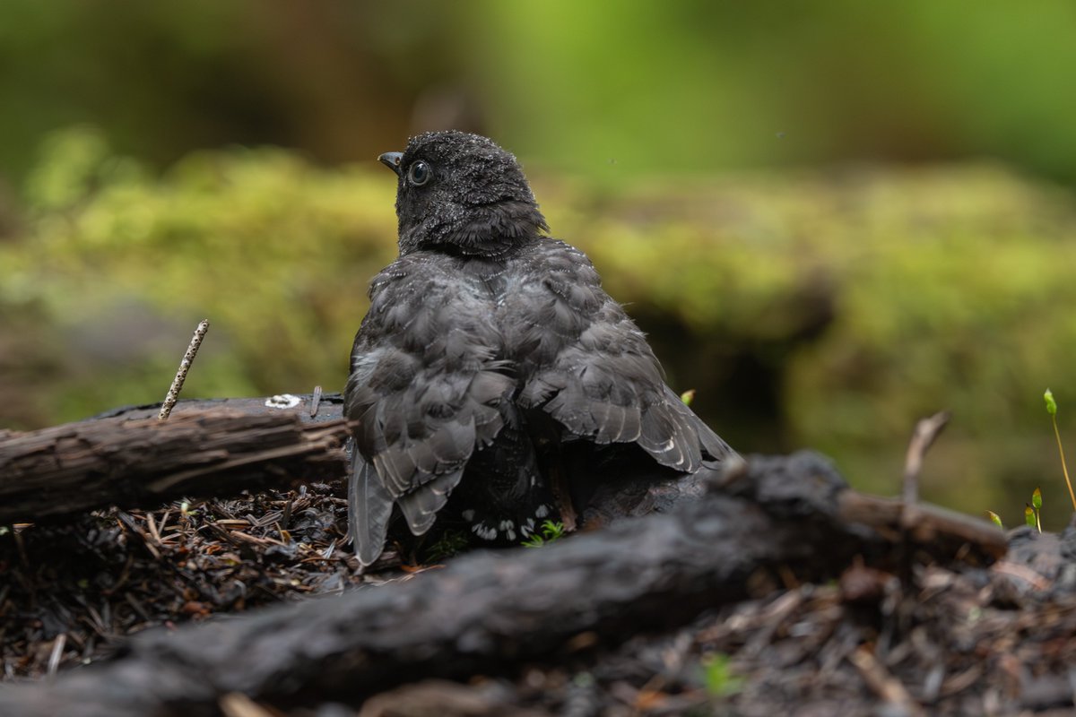 hitakibitaki's tweet photo. 野鳥に詳しい方教えてください。
コマドリ撮影してたら足元に飛んできた種がわからない幼鳥です。
この時期のコマドリとかルリビタキの生息環境にいました。
これはなんの幼鳥でしょうか？🙄 https://t.co/DL8R3LRE7y