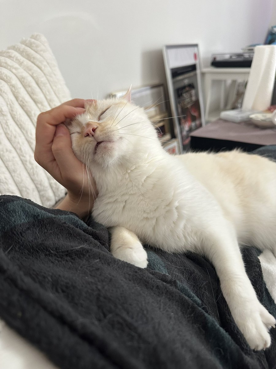 lattechat_'s tweet photo. gros câlins dans les bras (et la main) de maman ce matin, la vie est douce https://t.co/M8cFYH3sDJ