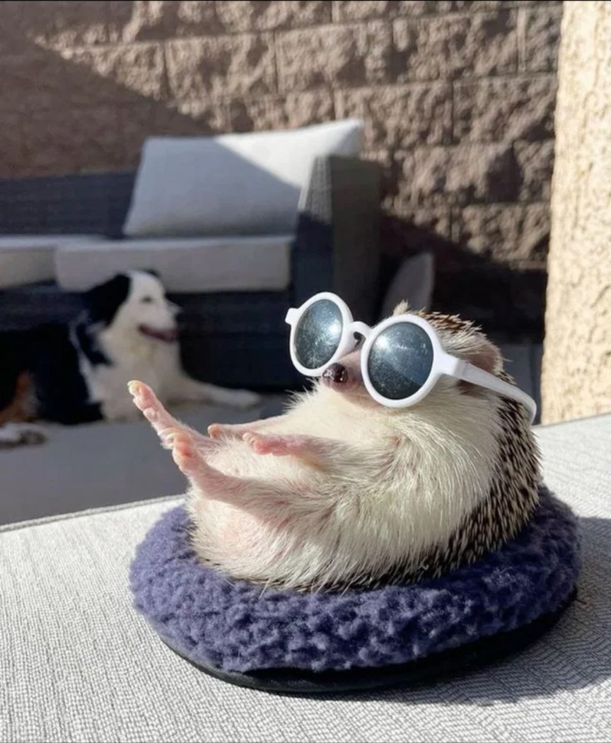 Hedgehog Zone tweet media