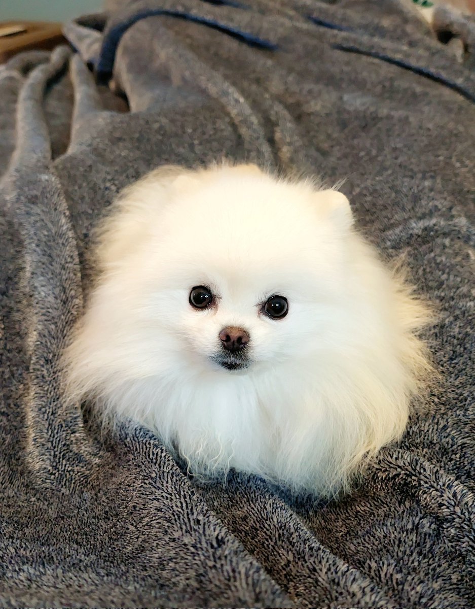 chimaki0328's tweet photo. わたあめちゃん https://t.co/RG98D123FI