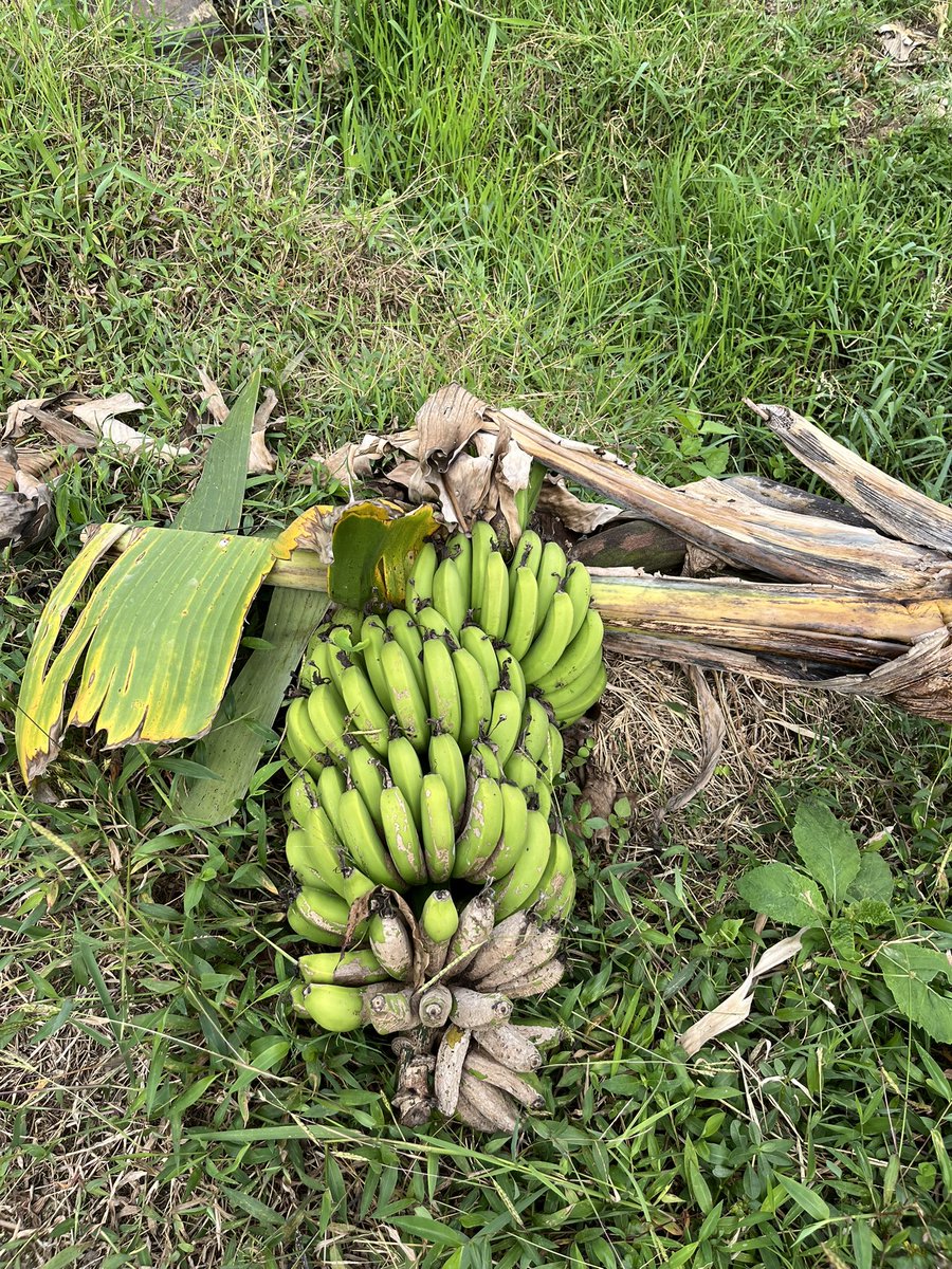 ceritasingdesa's tweet photo. Hijau-hijau yang terdiri dari tanaman yang bisa dimakan: 

- Selada Air
- Pepaya
- Pisang
- Jagung https://t.co/59piZ3v1jj