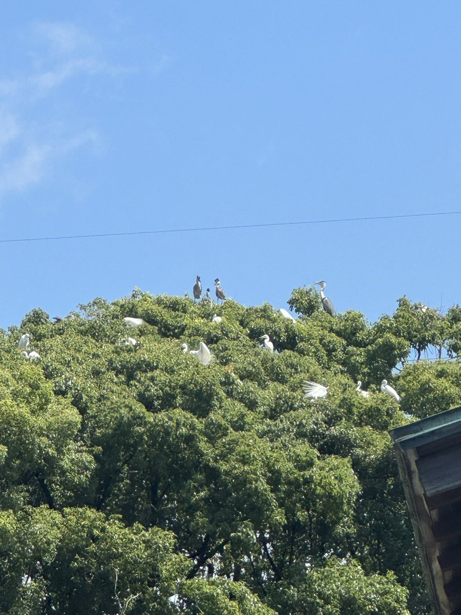co_0809's tweet photo. その神社⛩️の本殿の後ろにもの凄い存在感の木🌲があって、御神木でもないらしいのだけど、その木の上に白鷺？
がめちゃくちゃ、とまっていて
なんだか、凄い木なのでは！？
と勝手にパワー感じてました

残念ながら裏は入れないらしく、遠くからチャチャとスゲースゲー言いながら
見守っておりました https://t.co/WBDEFpM2nI