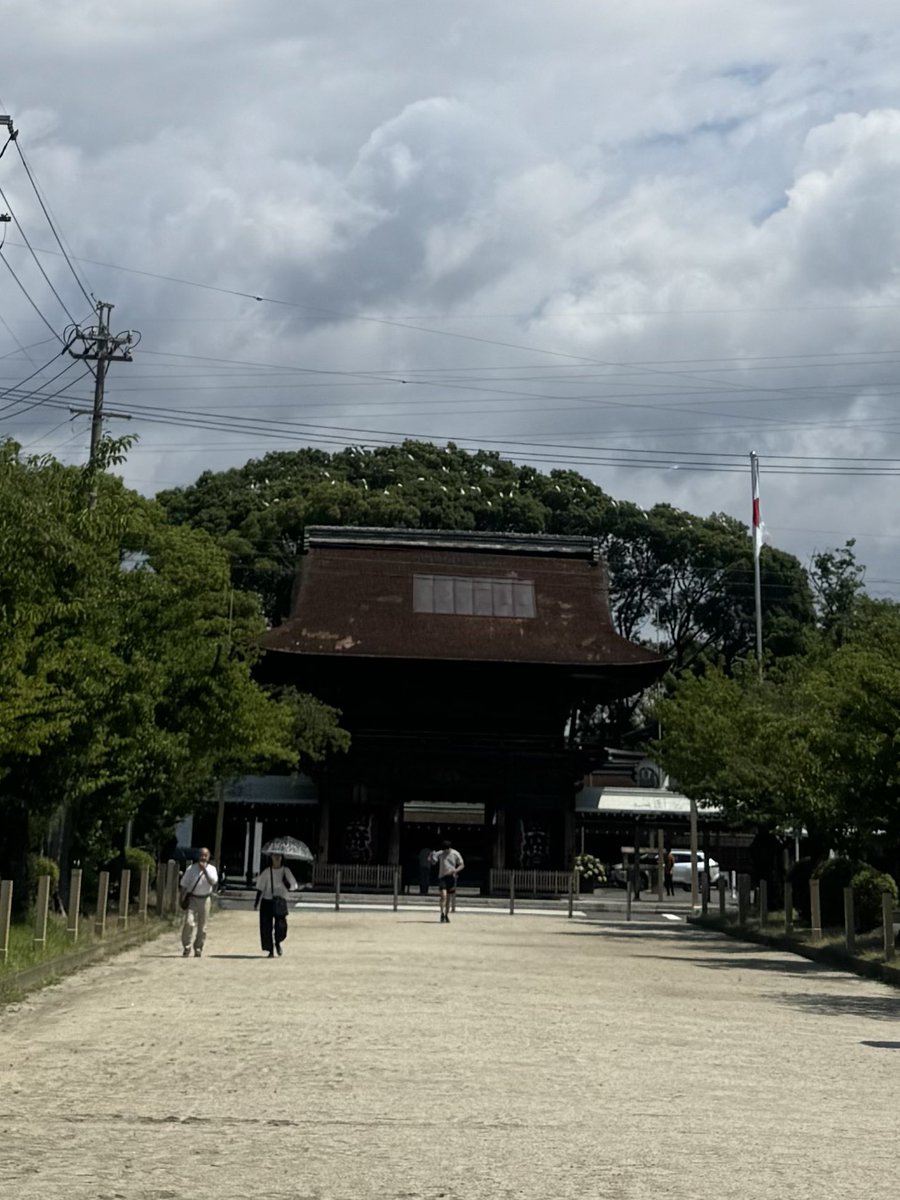 co_0809's tweet photo. その神社⛩️の本殿の後ろにもの凄い存在感の木🌲があって、御神木でもないらしいのだけど、その木の上に白鷺？
がめちゃくちゃ、とまっていて
なんだか、凄い木なのでは！？
と勝手にパワー感じてました

残念ながら裏は入れないらしく、遠くからチャチャとスゲースゲー言いながら
見守っておりました https://t.co/WBDEFpM2nI