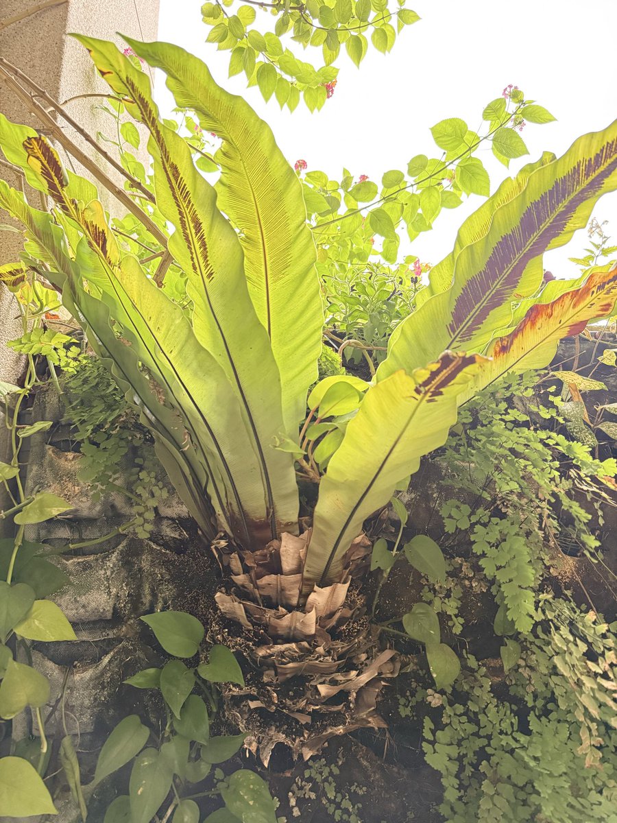 PowerOp's tweet photo. 別人的山蘇「種」了多久，我不知道🤔🤔🤔
我們家植生牆的山蘇已經八年了￼😅😅😅 https://t.co/4bCbRT4CZN