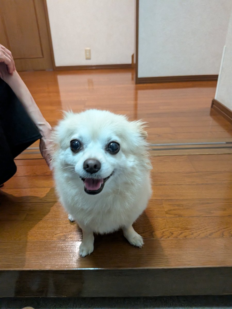 sky_uru02's tweet photo. 既視感の正体…芦雪の犬のモデルだったの？
うちのチワワだぞ？ https://t.co/ayhtp1CCyT