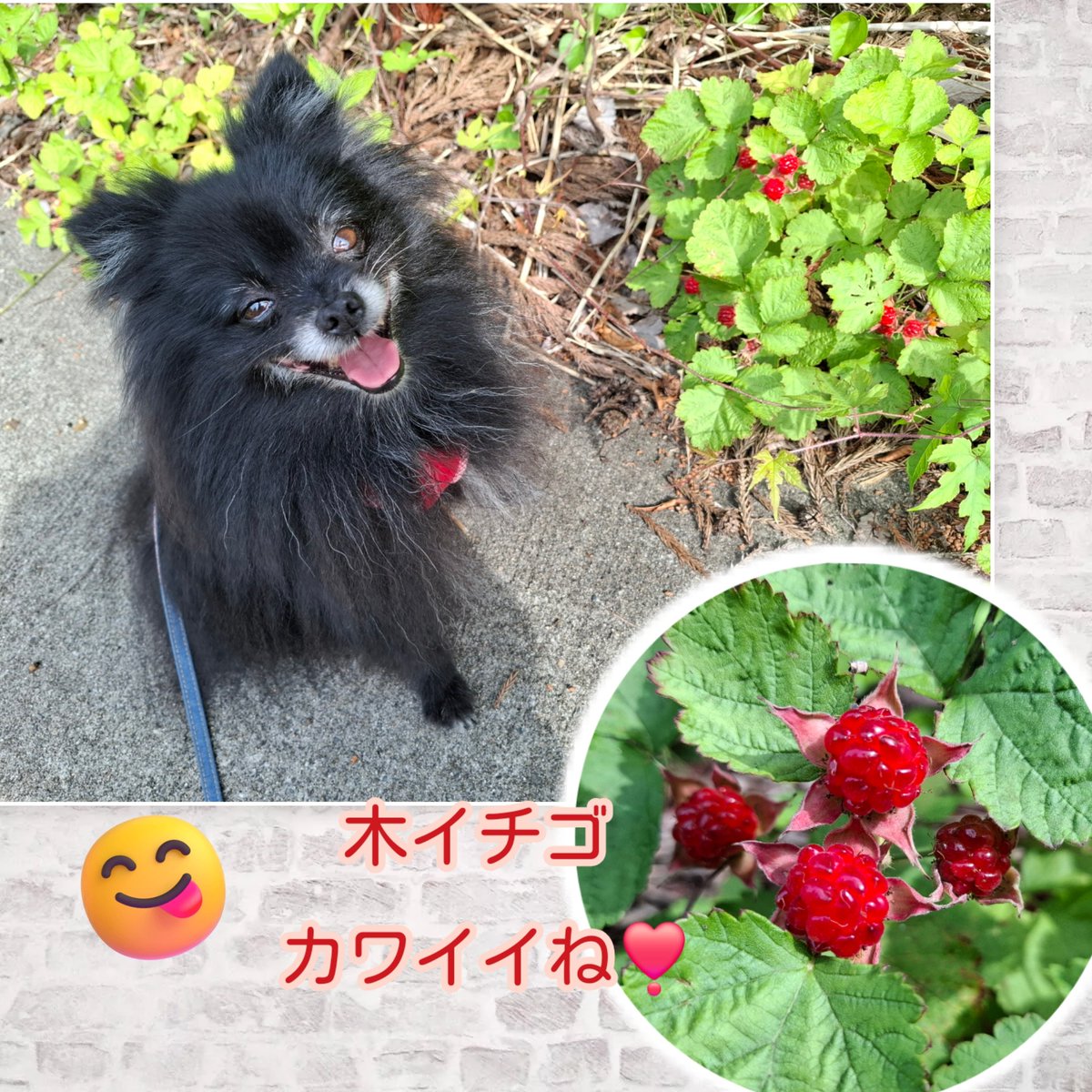 HAL35345474's tweet photo. 今年も残り半年になりましたね。
月日が経つのは早いですね～。

散歩🐾中、ふと見上げた樹に #柿 の実がついてました。
秋の準備が始まっています😅

#マルチーズ #ポメラニアン #犬のいる暮らし #犬のいる幸せ #木イチゴ https://t.co/OgvlhPQRLV