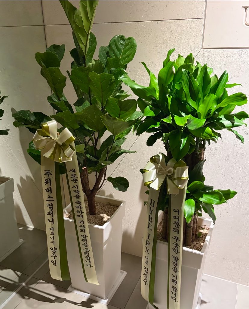 igotchulee_'s tweet photo. Mark received a congratulatory plant from CEO weverse &amp; Ceo hybe ipx for Upper Room.

CEO Weverse: 
“We congratulate you on your new beginning and wish you continued growth.”

CEO Hybe Ipx:
“We wish for the endless growth of Upper Room.” https://t.co/lruUdcQmyL
