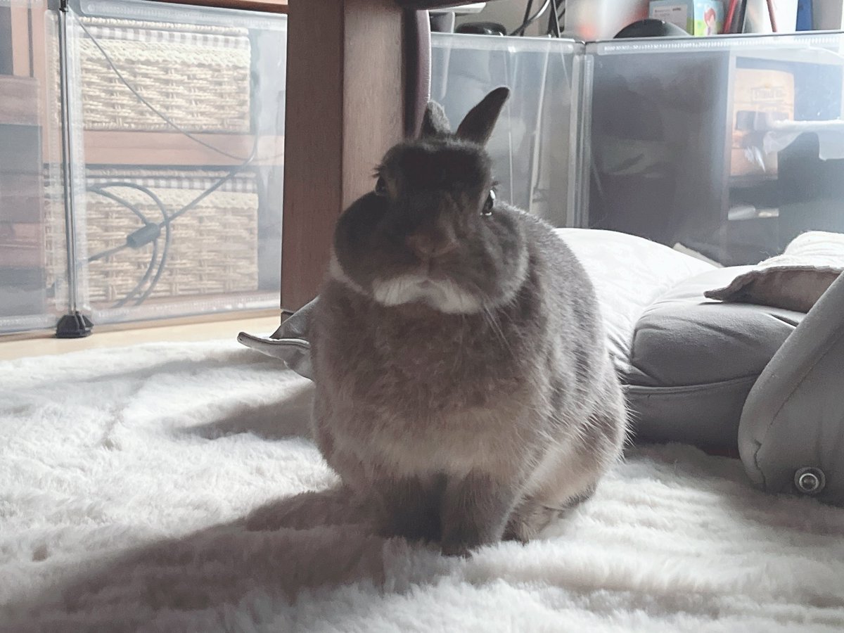 kikichan_sukiyo's tweet photo. キキちゃんの！！おちり！！おちりだぁあ(;//́Д/̀/)'`ｧ'`ｧ💕
🐰ﾅﾆﾐﾃﾙﾃﾞｽｶ
😂😂😂😂ひゃーー https://t.co/nPryWpKmQO