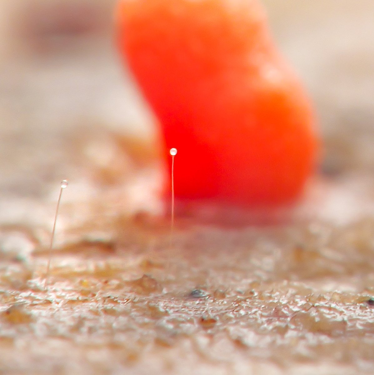 100legs_NP's tweet photo. 1枚目の左端に生えてるこれはケカビ的なものなのかトビムシやダニの精包なのか分からないけど、撮影中に気付いてしまったのでこれにもピント合うように微妙に角度変えつつ何枚も撮っていた。 https://t.co/f5xfnY7Njy