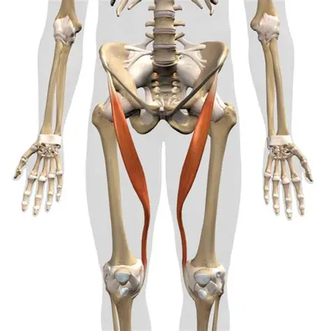 GloriaMargaCapr's tweet photo. En la parte interior de los muslos se encuentra el músculo más largo del cuerpo, el "sartorio"
Sus funciones son: 
Flexiona la cadera.
Abduce el muslo.
Rota externamente la cadera.
Flexiona la rodilla.
Ayuda a rotar la pierna hacia dentro cuando la rodilla está flexionada
🔽🔽🔽 https://t.co/fRHi8nTs63