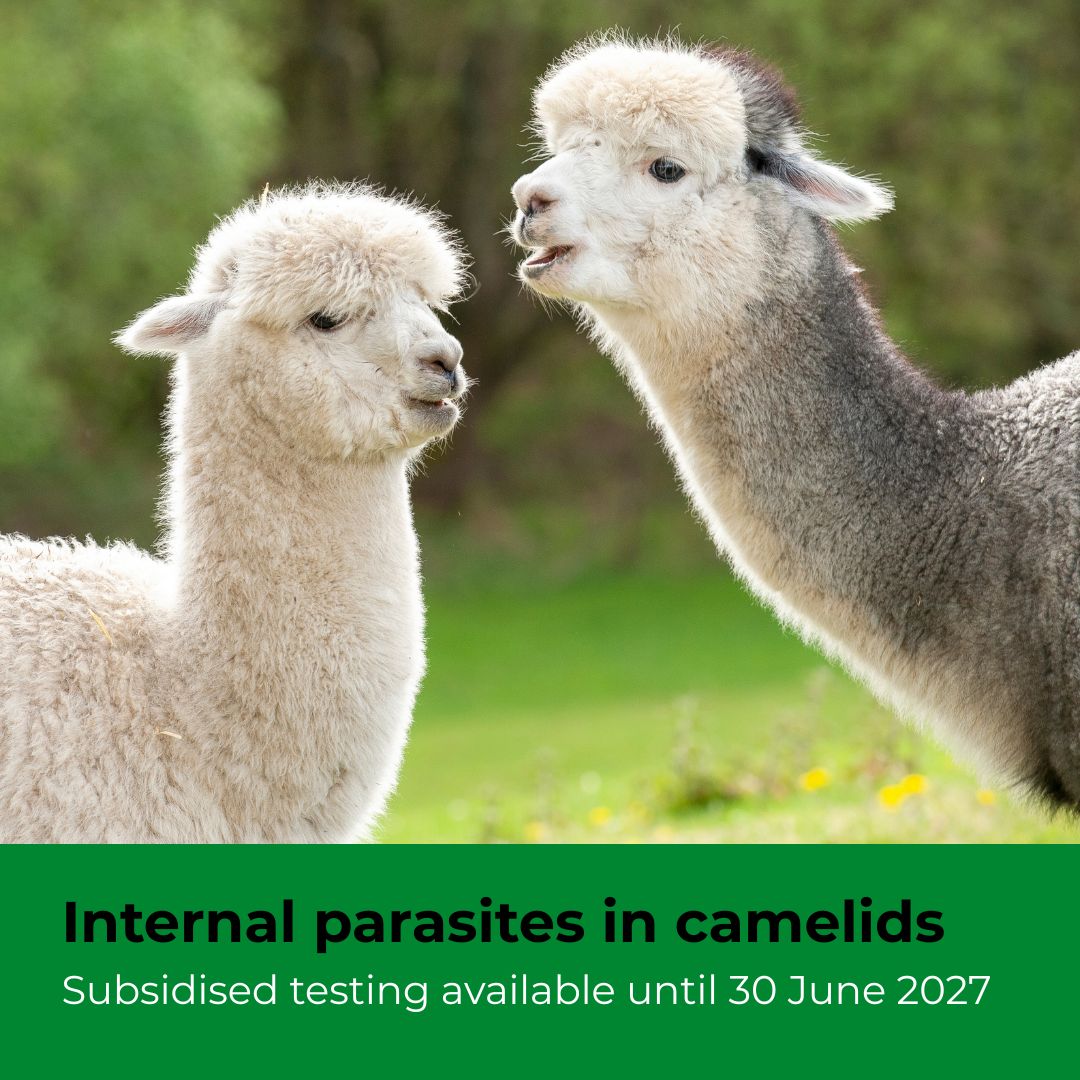 APHAgovuk's tweet photo. Internal parasites in camelids can sometimes have severe effects. Testing is an important tool to help diagnose, monitor, and prevent disease. APHA is continuing subsidised parasitology testing until 30 June 2027.

👉Learn more: https://t.co/qApjCycrWT https://t.co/SZ3tO6n9GX