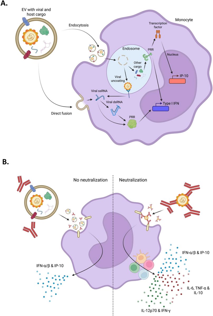 ISEV_Journals's tweet photo. 🆕New in #JEV🆕 Extracellular Vesicles Released by Picornavirus-Infected Cells Modify Antiviral Immune Cell Responses #extracellularvesicles #cardiomyocytes #picornavirus #immuneresponse https://t.co/FApFH5AoHY https://t.co/BuZMv3n06a