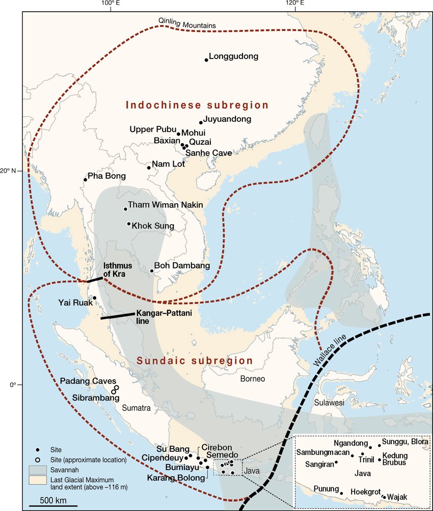 motherlander's tweet photo. Peta perkiraan luas koridor 'sabana' selama Last Glacial Maximum

Peneliti menemukan bahwa hutan hujan tropis mendominasi wilayah mulai dari Myanmar hingga Indonesia pada periode awal Pleistosen, tetapi kemudian digantikan oleh habitat padang rumput.

Sabana tersebut, yang mencapai puncaknya sekitar satu juta tahun lalu, memicu perkembangan megafauna pemakan rumput. Hewan-hewan besar tersebut menyediakan sumber protein bagi kerabat manusia, termasuk Homo erectus, Homo floresiensis, Homo luzonensis, dan kelompok Denisovan, yang umum ditemukan di kawasan Asia Tenggara.

Kelompok Denisovan obviously tidak punah karena megafauna mulai menghilang, eventually mereka hidup bersama nenek moyang kelompok Australo-Papuan dan menghasilkan keturunan bersama. Even Homo floresiensis menghilang bukan karena menghilangnya megafauna. So, kesimpulan penelitian ini perlu dikaji lebih lanjut.