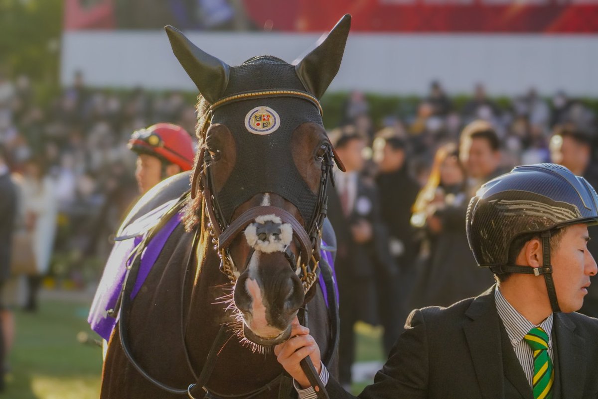 kattou_kattou's tweet photo. @misskoichiro ラストラン有馬記念でのタイトルホルダーです。目の前で止まってふとカメラを向けた時「目が合った...」と思った瞬間でした。少し西に傾いた太陽の光が優しく淡く彼を照らしていてそのせいか瞳がキラキラしているのもあるのですが...今でも忘れられない表情です https://t.co/TonwwrY4zC