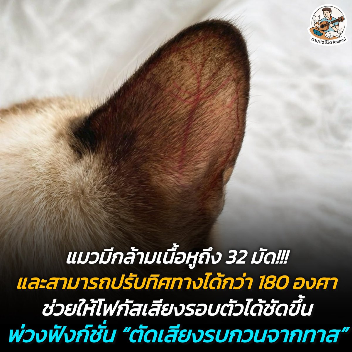 AnimalFW_TH's tweet photo. วิวัฒนาการเพื่อฟังเสียง ❎
วิวัฒนาการเพื่อเมินเสียง ✅

รู้หรือไม่ฮะว่า ทำไมน้องแมวถึงหูไวและจับสังเกตเก่งสุดๆ นั่นก็เพราะน้องๆ มีกล้ามเนื้อในหูแต่ละข้างถึง 32 มัด ￼ซึ่งถ้าเทียบกับมนุษย์เราที่มีแค่ 6 มัดแล้ว ถือว่าต่างกันลิบลับเลยฮะ 😳

กล้ามเนื้อเหล่านี้ทำให้น้องสามารถหมุนปรับทิศทางใบหูได้กว้างถึง 180 องศา เพื่อให้โฟกัสเสียงรอบข้างและระบุตำแหน่งได้อย่างแม่นยำ 😮

แต่ความพีคไม่ได้อยู่แค่นั้น ข้อมูลจากการศึกษาวิจัยโดยทีมวิจัยของมหาวิทยาลัยโตเกียว (University of Tokyo) ประเทศญี่ปุ่น ได้ทำการทดลองและพิสูจน์ทางวิทยาศาสตร์แล้วว่า น้องแมวสามารถจดจำและแยกแยะเสียงของเจ้าของได้อย่างชัดเจน แต่ด้วยสัญชาตญาณและวิวัฒนาการจากบรรพบุรุษที่ชอบใช้ชีวิตสันโดษ ทำให้น้องมีฟังก์ชันพิเศษในการ "เลือกที่จะเมิน" หรือตั้งใจทำเป็นไม่ได้ยินเสียงเรียกจากเจ้าของ เรียกได้ว่าได้ยินทุกคำนะ แต่ไม่อยากตอบรับ เริ่ดดดด

น้องแมวบ้านใครวิวัฒนาการได้ตรงปกแบบนี้บ้างฮะ 🤣🤣🤣

เรียบเรียง 🖋️ แอดเพา
ที่มาของรูป 📸  เห็ดถอบคนดีคนเดิม 
#แมว #หมา #ทาสแมว #อาณาจักรสัตว์โลก #ตามติดชีวิตAnimal