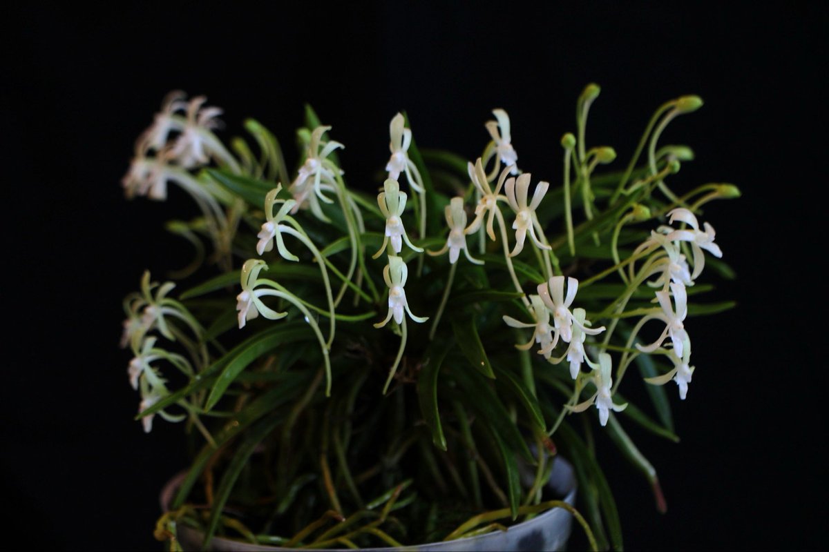 光る花 うちの花物エースその2 Vanda falcata 紀州緑風 #orchids 昨日の紅雀と