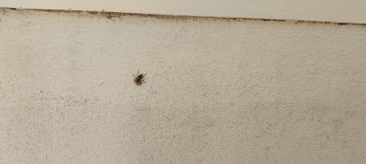 KeenaMamba's tweet photo. @Nicola_Bressi 
La foto non è delle migliori, ma lei deve considerare la paura, atavica e incontenibile, che io ho dei ragni.
Che faccio? Fuggo o rimango?
Sempre grazie per la sua disponibilità. https://t.co/cCKwd61h5x