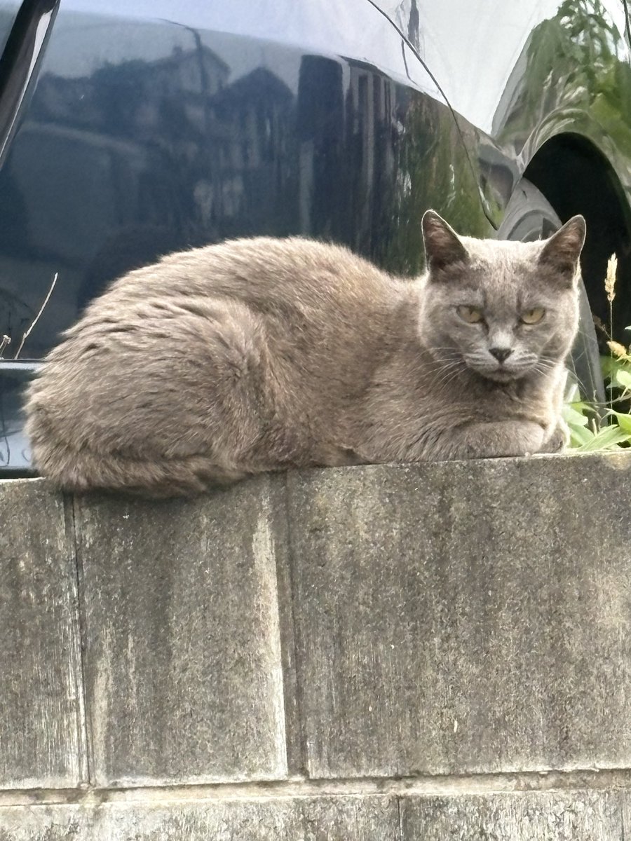 d43145's tweet photo. これなに猫ですか？？
もしかして高い猫？？ https://t.co/2U1eAVLMy8