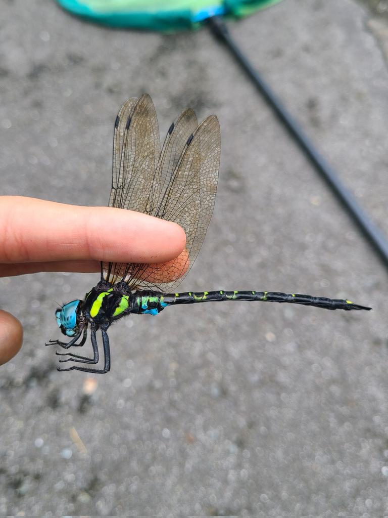 K_insectlover's tweet photo. 小雨が降ったり止んだりという天気でしたが、午後から近所を探索しました。

日中なのにヤブとオオヤマがマル♂並みのスピードで摂食飛翔していました。

他にはイシガケの夏型♀やヒラタ♂をGET‼️

#ヤブヤンマ
#オオヤマトンボ
#イシガケチョウ
#ヒラタクワガタ https://t.co/fE64buNK9C