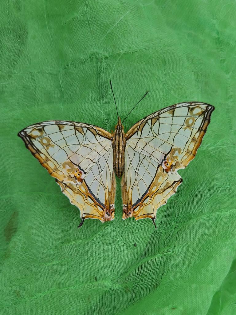 K_insectlover's tweet photo. 小雨が降ったり止んだりという天気でしたが、午後から近所を探索しました。

日中なのにヤブとオオヤマがマル♂並みのスピードで摂食飛翔していました。

他にはイシガケの夏型♀やヒラタ♂をGET‼️

#ヤブヤンマ
#オオヤマトンボ
#イシガケチョウ
#ヒラタクワガタ https://t.co/fE64buNK9C