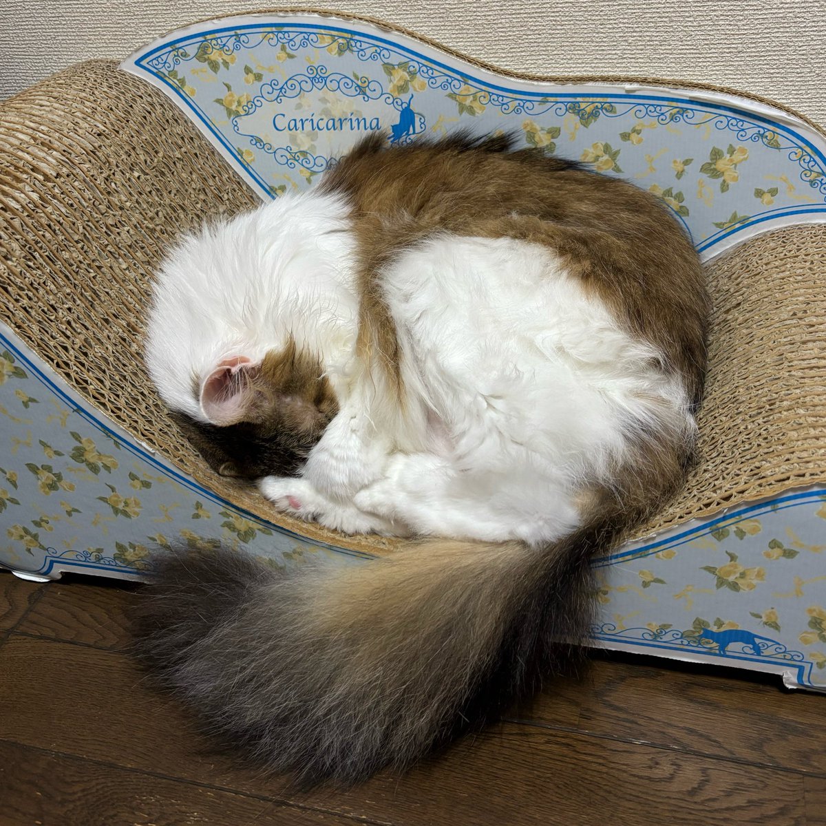おそにゃん🌙 ハイパーモフモフしたいけど寝てるから我慢😣