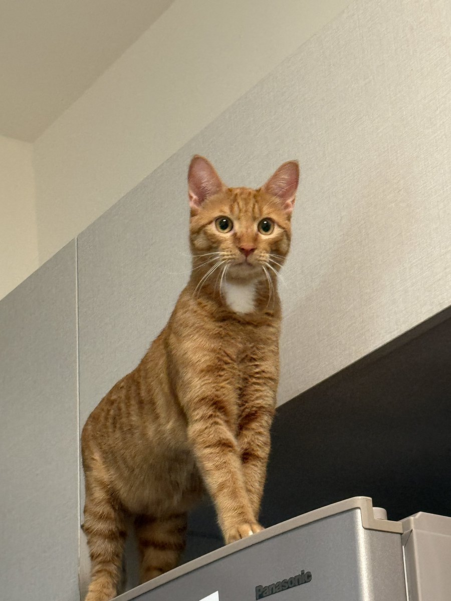 みふ*米浮🐱 tweet media