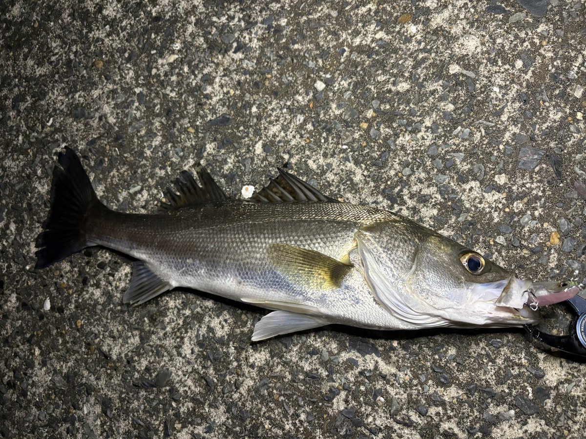 dress52's tweet photo. 6月のハクボイルにはタイドバイブ70とシーク85s。
魚からの反応も多く、楽しい週末でした。 https://t.co/7ZQeYt8dGi