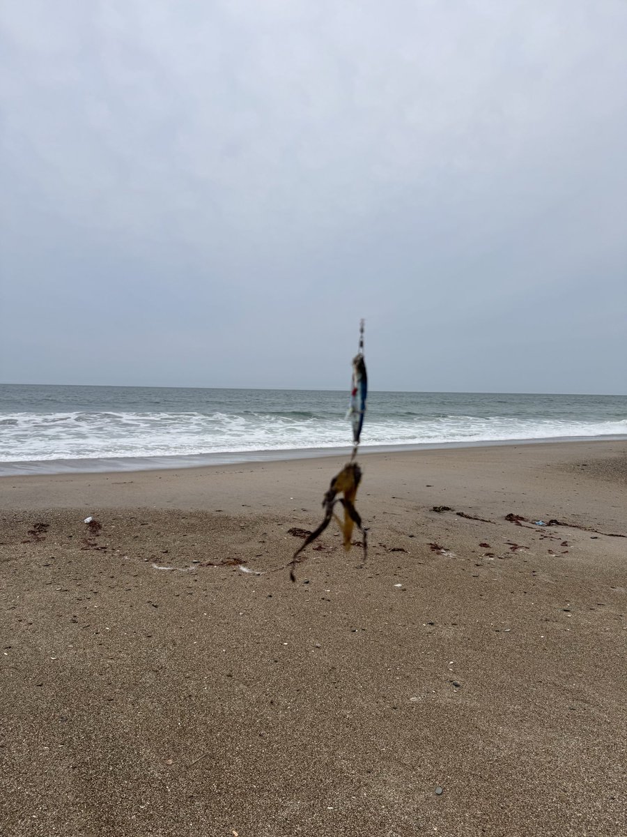 koujun0601's tweet photo. 本日の大洲

生命反応1、海藻沢山、以上。 https://t.co/RCnc5eqoOj
