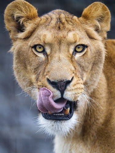 Lioness 🦋🌺 tweet media