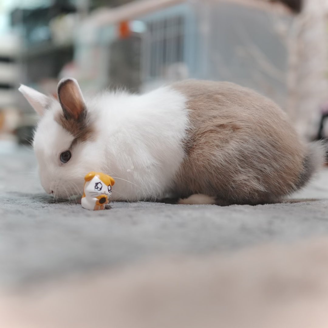 punya1121usagi's tweet photo. ハム太郎に似てるって、飼い主が言うんだよぉ

ぼくはウサギだからねぇぇぇおぱんちゅの

＃ぷにゃ　＃ぷにゃんこ https://t.co/fT4pS64Dk4