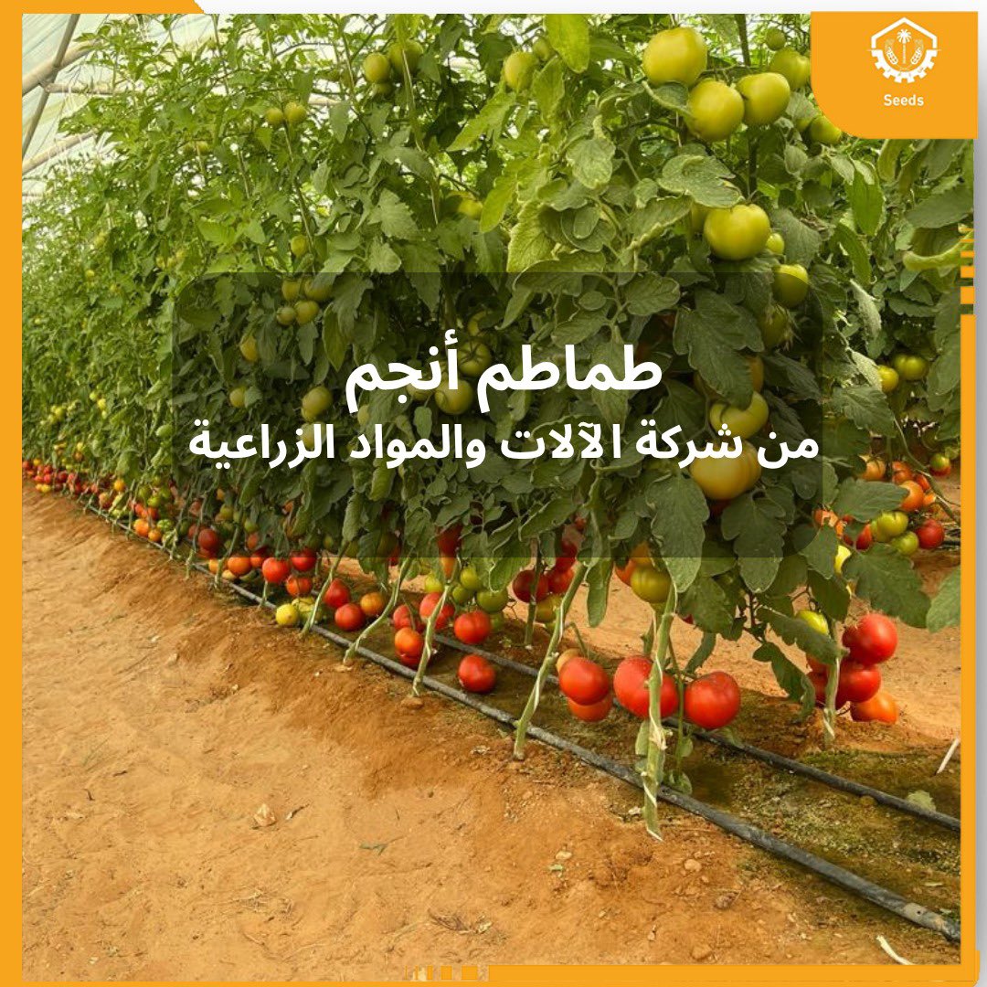 ammcksa's tweet photo. اكتشف صنف طماطم أنجم المخصص للزراعات المحمية، والمطور ليتفوق في مختلف الظروف ويمنحك نتائج استثنائية طوال الموسم.

🍅 ثمار كبيرة الحجم، صلبة، وذات جودة تلبي متطلبات السوق المحلي.

✅ نبات قوي وحيوي بتغطية خضرية ممتازة تحمي الثمار.

❄️ قدرة عالية نسبيًا على تحمل الظروف البيئية https://t.co/fTLgBVYzYt