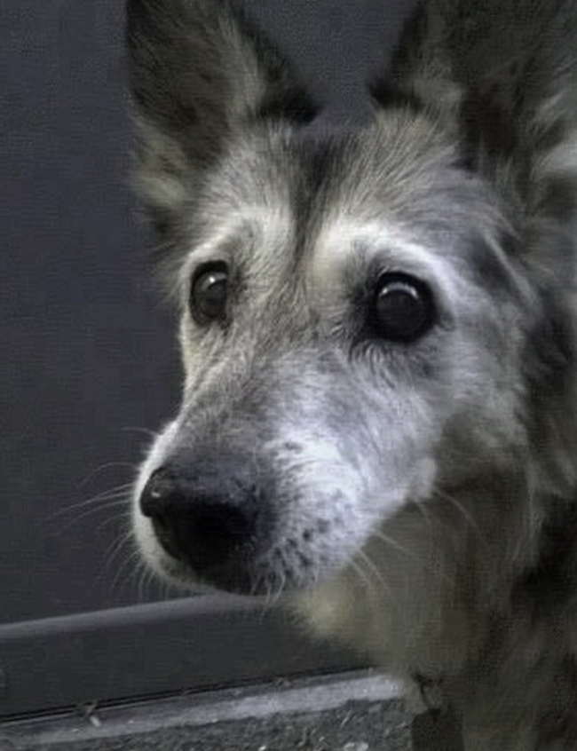 BestinDogs's tweet photo. He’s still going strong. Say hello to this sweet boy ❤️ https://t.co/X01LG5BLQp