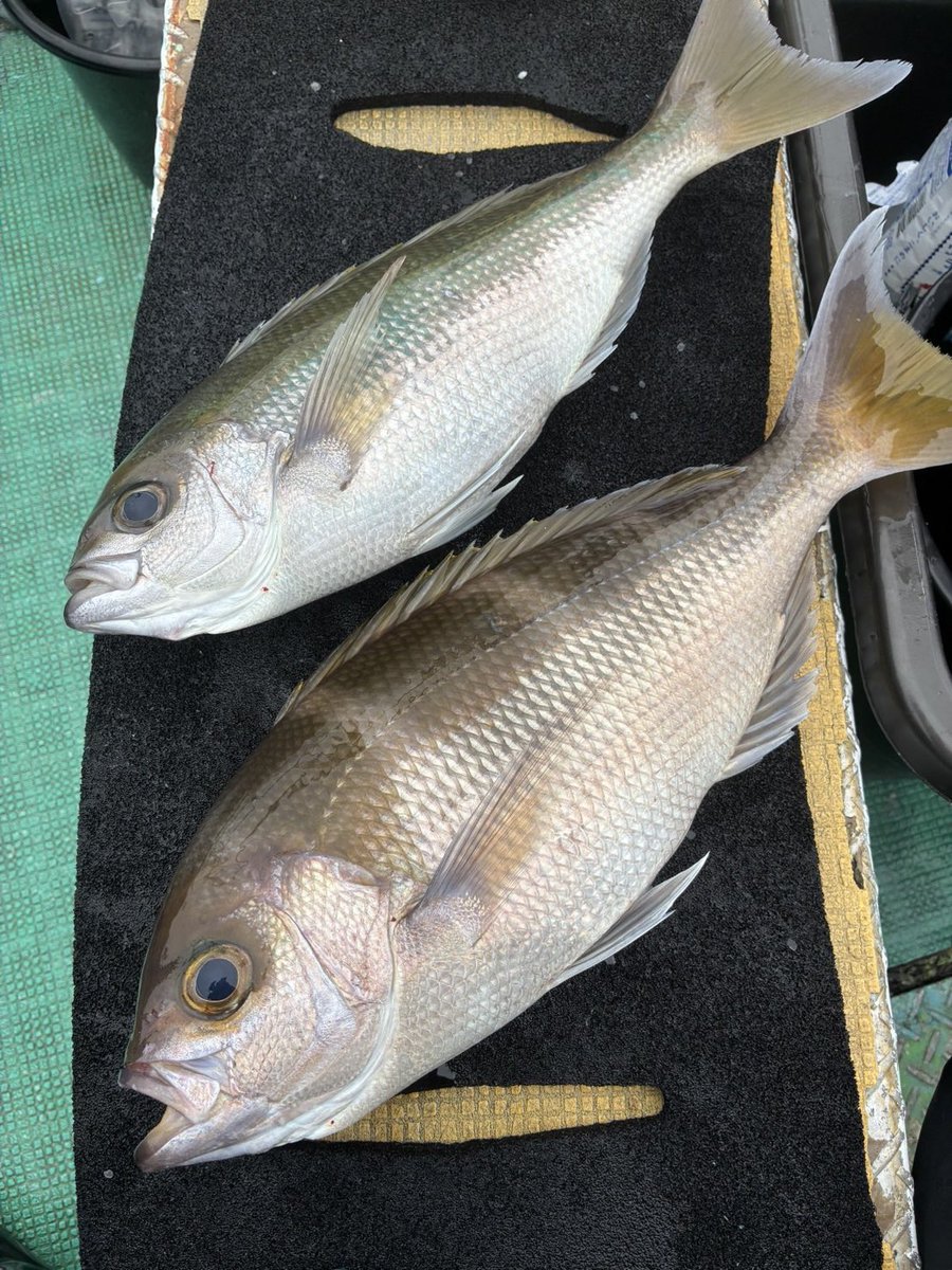 kifumarushop's tweet photo. 本日はアオダイがよく釣れました！
昨日に続き良型のシマアオダイも！🎣 https://t.co/K18d0IBm3w