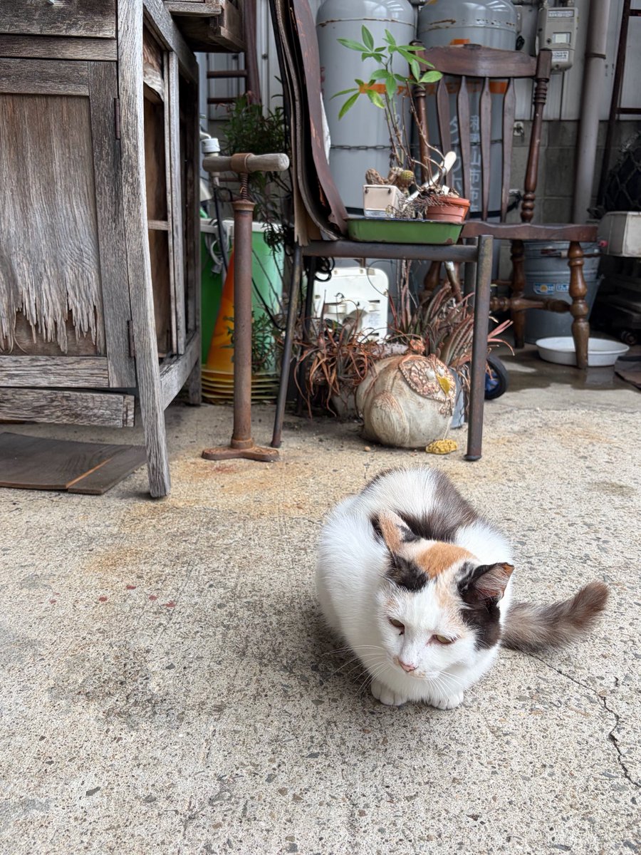 mossaa_n's tweet photo. 人生初めて猫に話しかけられた。カフェから出て扉閉めてたら「ニャー🐈」って😂猫好きやけど、流石に後ろからニャー挨拶はびっくりしちゃった🤣🤣 https://t.co/bmFkiG47fk