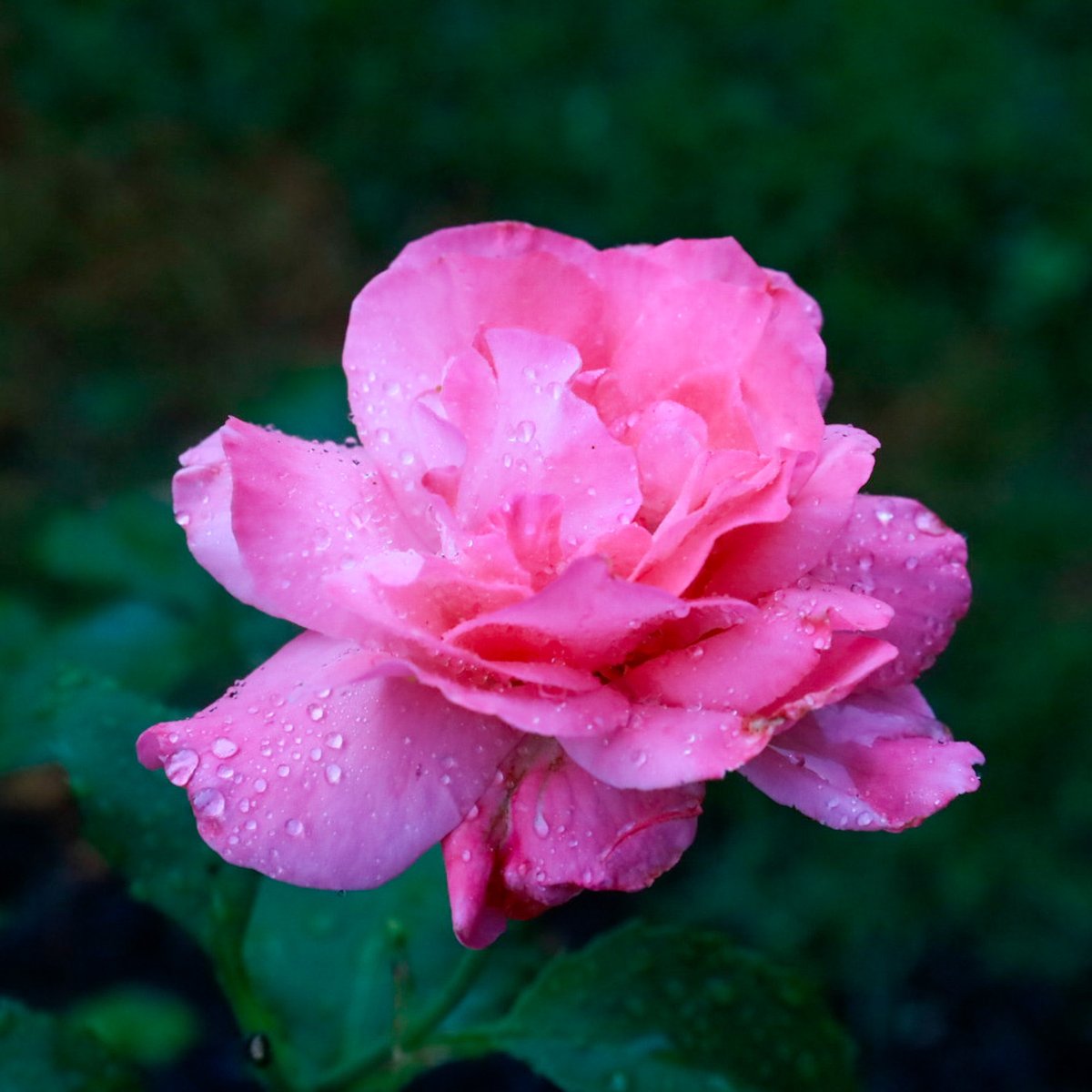 alliemcrowe's tweet photo. July coming in hot! #RoseWednesday #Julygarden #summer2026 https://t.co/meDVXIFIh9