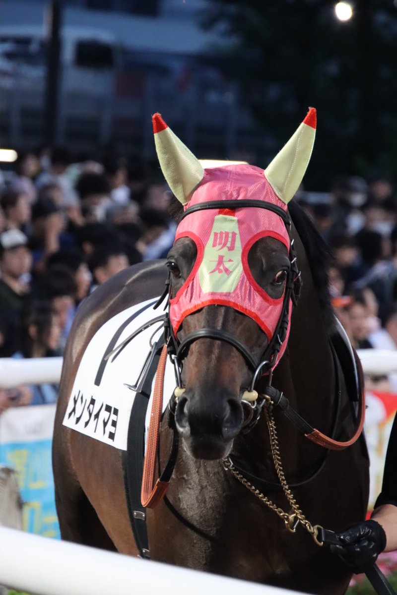 yuu_ka5963's tweet photo. TCK10R
メンタイマヨ
キターーーーーーッ！！！！
帝王賞Dayで地方競馬にあまり来ていなくてメンタイマヨ初見の競馬ファンも多いのかな？
パドックかなりザワついております😁 https://t.co/mUCeQ250hR
