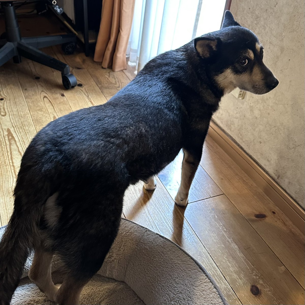 samiversetv's tweet photo. 本日の胴長お嬢🐶 https://t.co/b57oztZD12